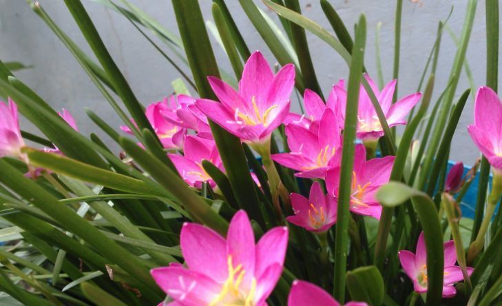 这种兰花是天生的“水鬼”,立春后搬出屋,多淋淋雨可早点开花