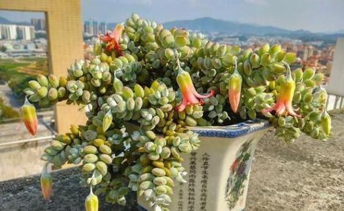 多肉开花会要命?养盆达摩福娘,做到3点,无需犯愁观花赏叶