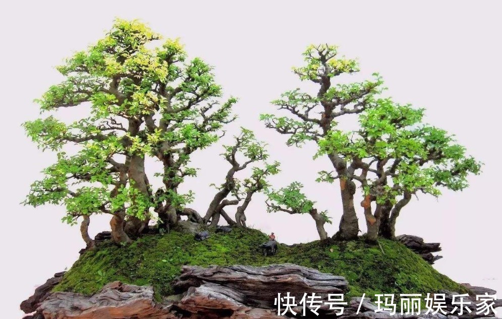福气|老人说3种”丑“但”镇宅“的盆栽，迎财又挡煞，福气不请自来