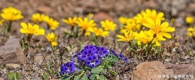 地球上最神奇的沙漠,满地多肉与鲜花,游客:怕不是个假的!