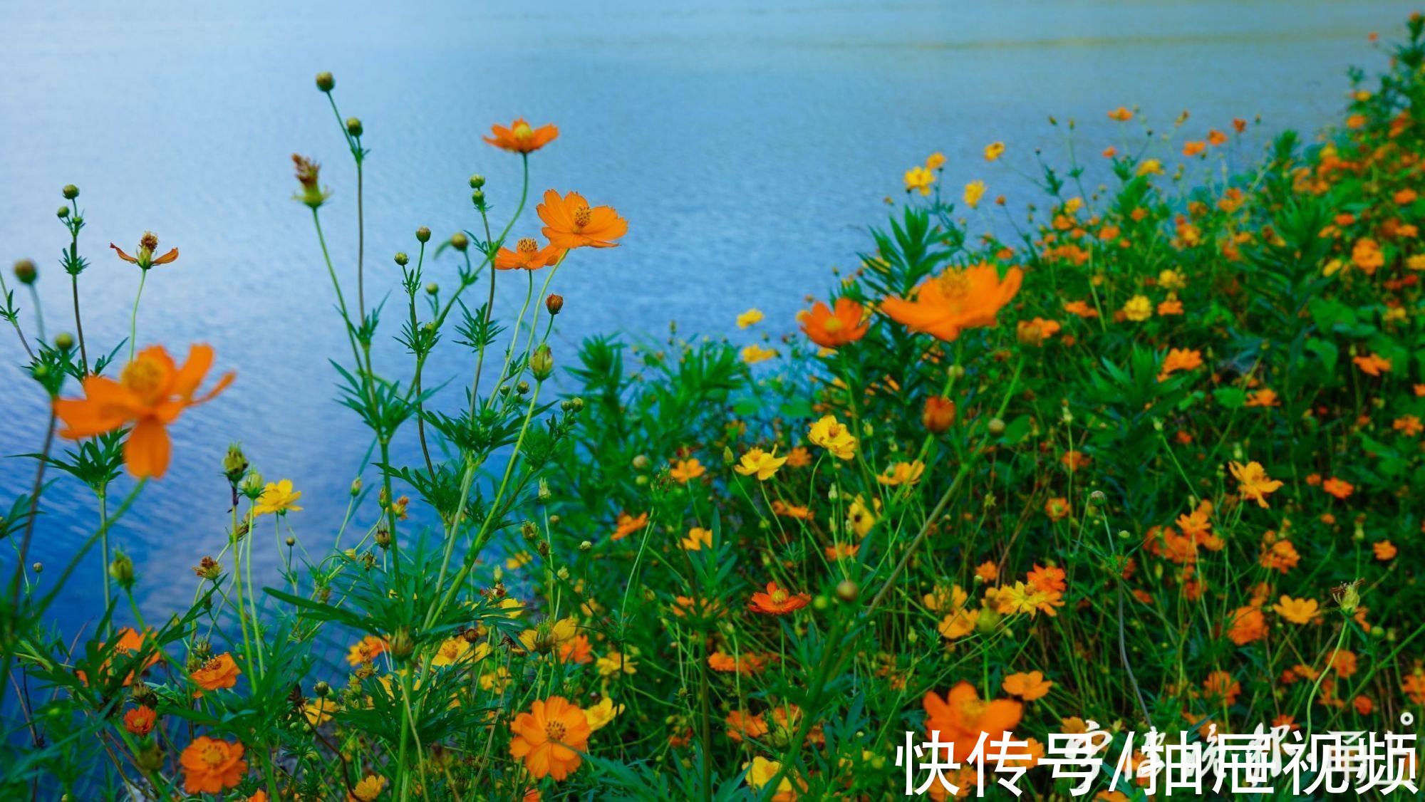 万工轿|粗犷荒地“变身”精致花海！到宁波这里赏花“送”稀缺湖景