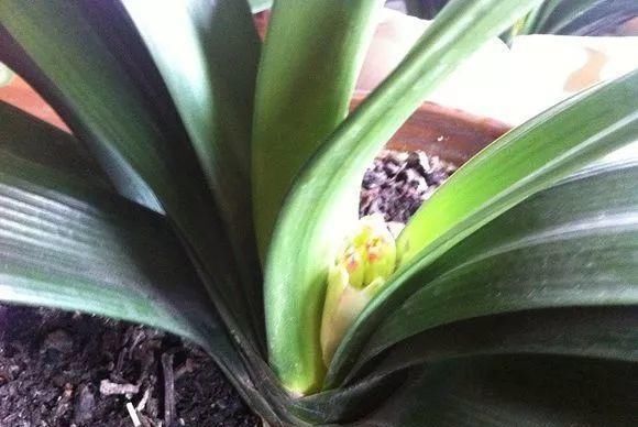 浇水|公认最难养的8种花，叶子动不动就发蔫，新手慎买！