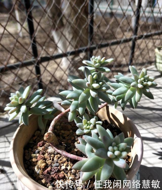 养了三年，多肉终于给点颜色瞧瞧了