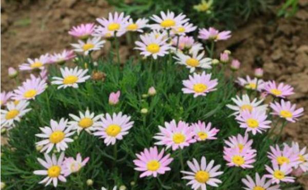 养花试试这几款，因有着漂亮的糖果花色而得名，点缀效果很好