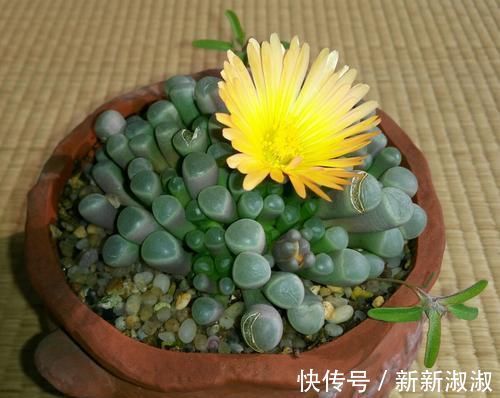 5种长相奇怪的多肉,种在小盆里,好看又皮实,可养很多年!