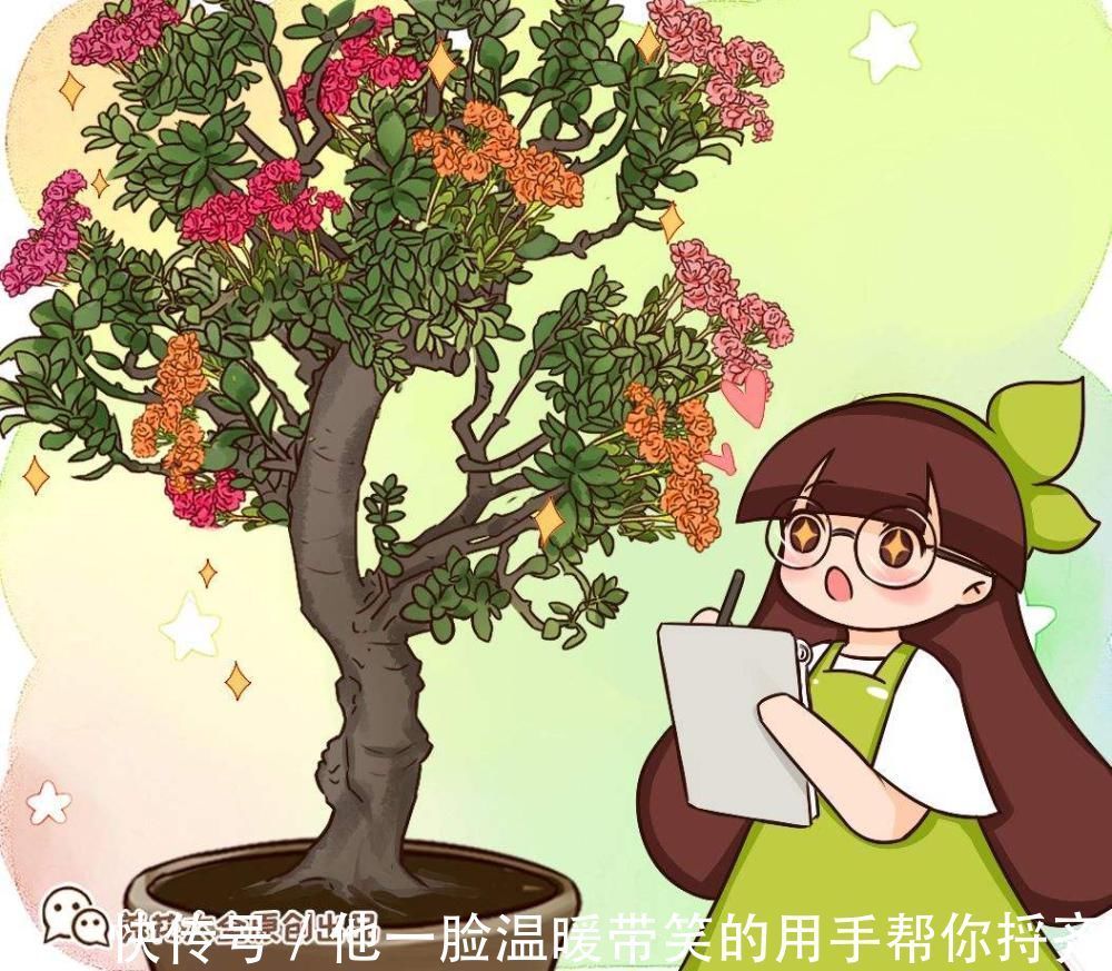 长寿|4种“超长寿”的植物,家里有老人,一定要养!