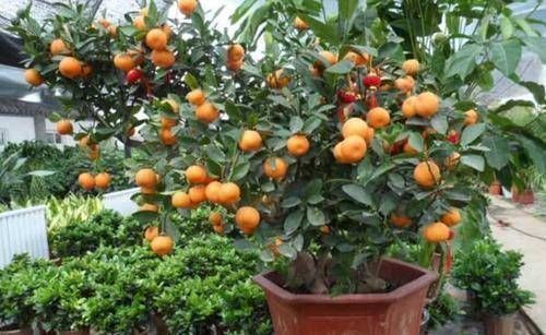 夏季|这4种“吉祥花”寓意富贵,养了就是赚了,家里人都受益