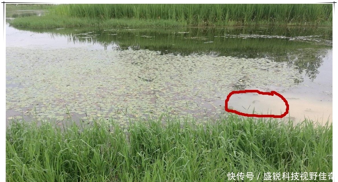 春末夏初巧寻板鲫:学会变通,找对方法