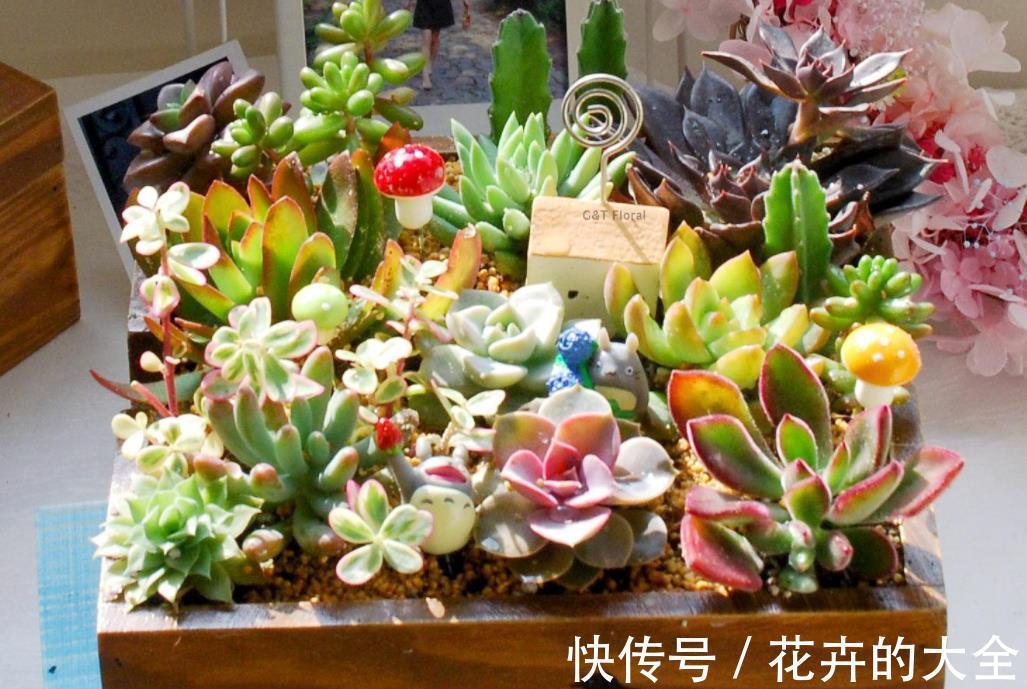 叶子|多肉爱喝2种水，夏季2周喂1次，叶子又肥又美，茎干不徒长