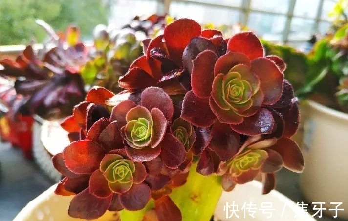 法师适时换盆很关键，注意好这些，控养容易爆头快