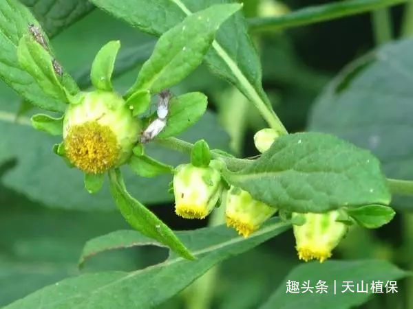天名精|这野草很粘人,农民曾用它做猪饲料,殊不知叶子是治牙痛的良药!