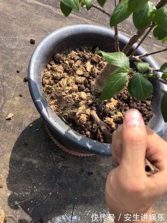 有机质|养花的土太结实?1个小窍门,土壤松软如发糕,透气不烂根!