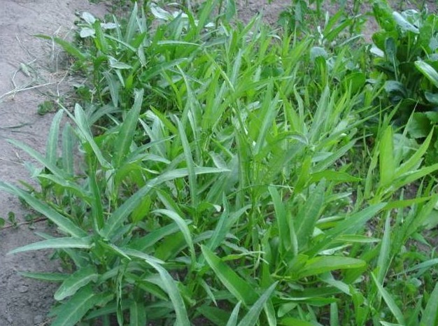 活血化瘀|医生提醒:常吃以下3种野菜,能清热解毒,活血化瘀,消肿止痛!