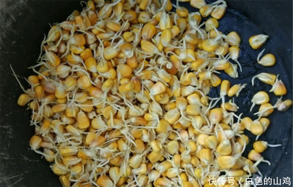 雨生百谷,谷雨过后钓大鱼,用这些发芽谷物做饵,野钓大鱼有奇效