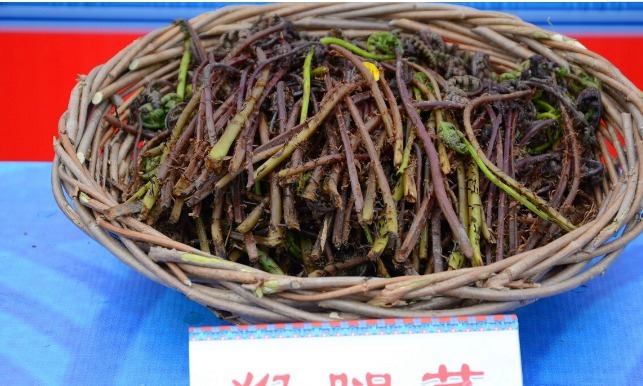 野菜|春天挖野菜，送你56种野菜大图片，带你见识不同的野菜和吃法