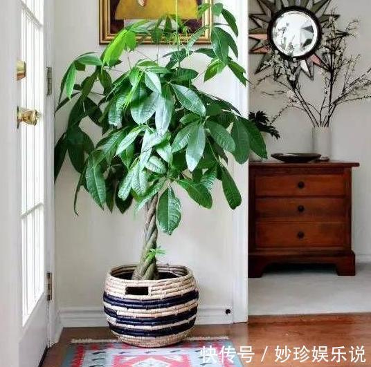 植物|修剪吊兰、发财树、长寿花,就参照割韭菜,半个月一茬刚好!