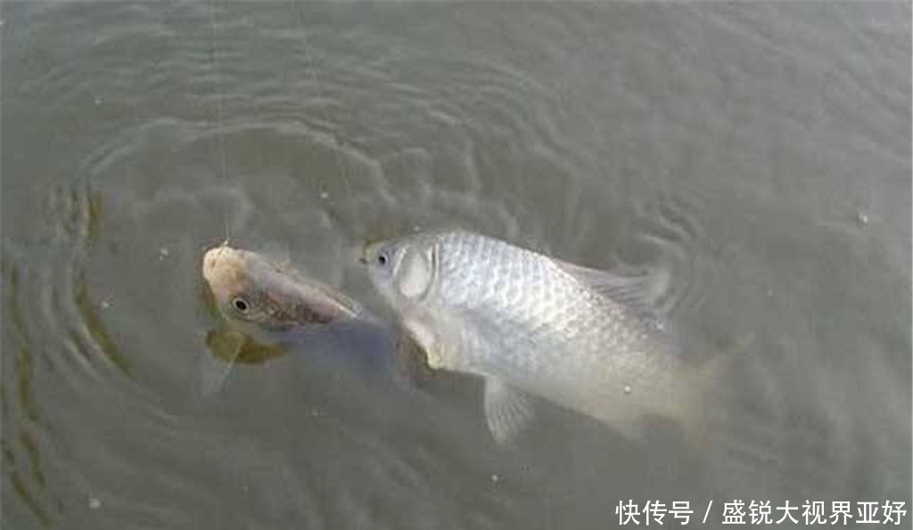 钓鱼有口打不中,除了重新调漂,钩、线、饵也需自查