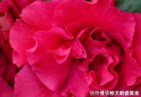 新手|最难养的三种花,遇见了千万要避免,新手慎重