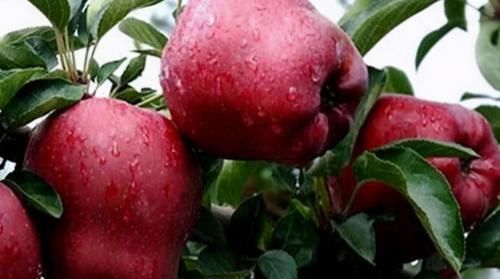 冬天养生，不妨多吃3种食物，美容养颜，排毒抗衰，改善睡眠质量