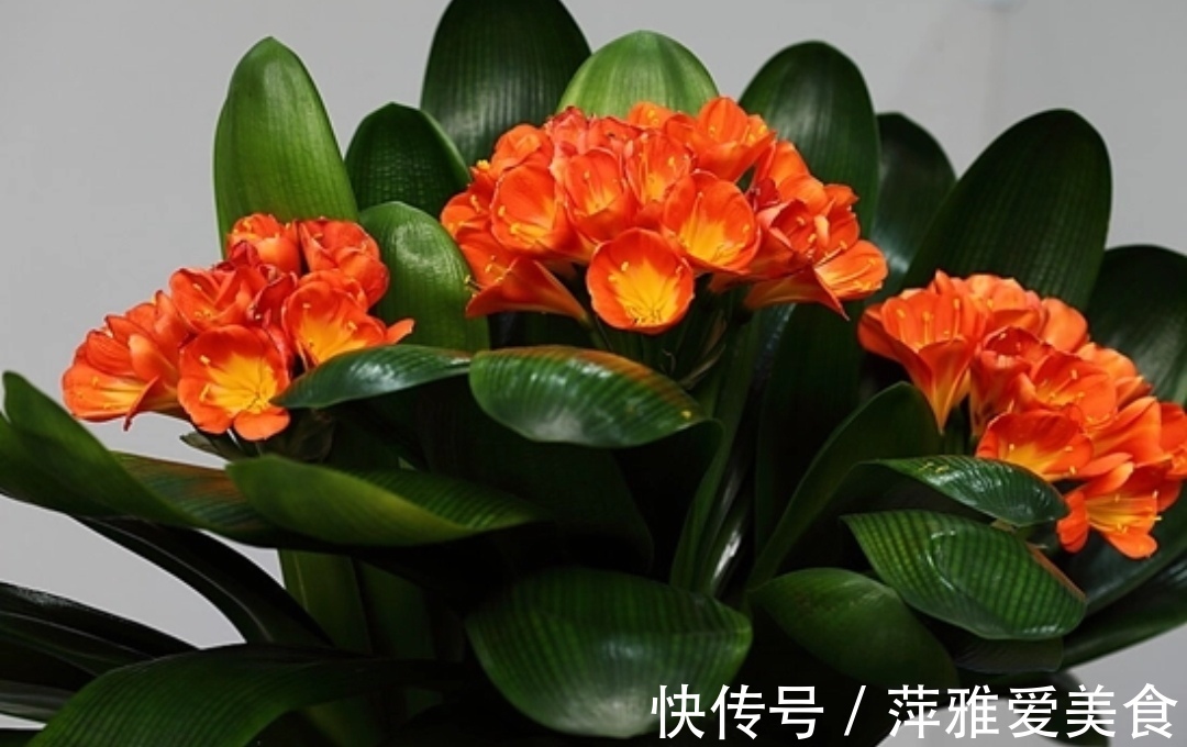 冬天养君子兰,做对4件事,叶子浓绿光亮,顺利开花