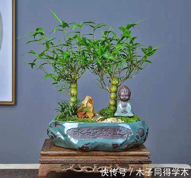 植株|一种“吉祥竹”，清新典雅寓意好，家里养几盆，旺财又守家