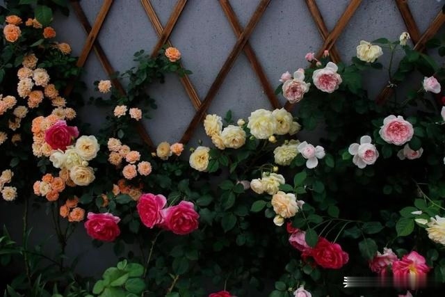 圆滚滚的绣球,瀑布般的花墙,这届花友也太会种花了吧