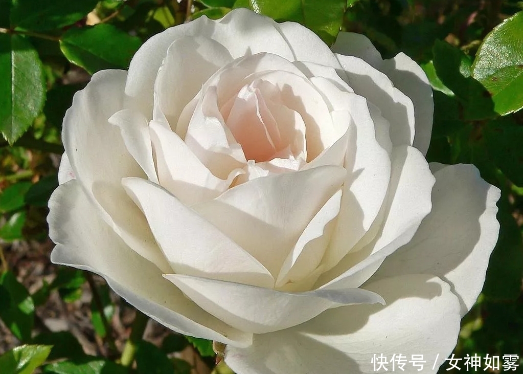 枝条最软的月季品种 枝条最软的月季品种