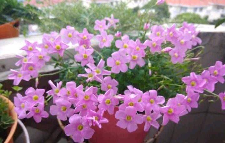 阳台上养2种小花,株型小巧花量很大,颜色漂亮又好养