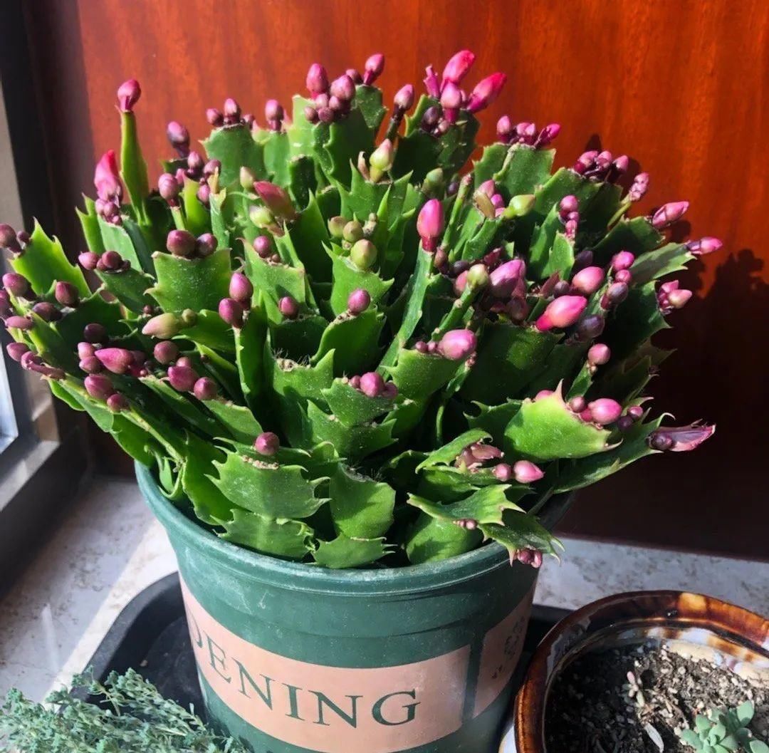 现在养蟹爪兰，1片叶子冒8朵花，下个月全开了