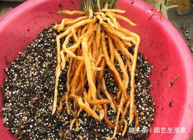 找点它加花盆里，用来养兰花，花根肥壮撑爆盆，15年不烂根！