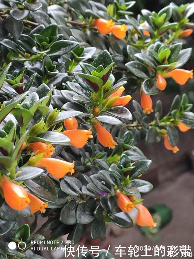 吊兰长满小金鱼,养上5年,越养越上瘾!