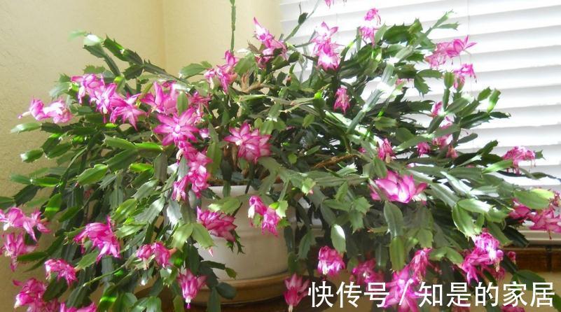 光照|秋天养蟹爪兰,解决好这4件事,茎叶长得茂盛,开花格外漂亮