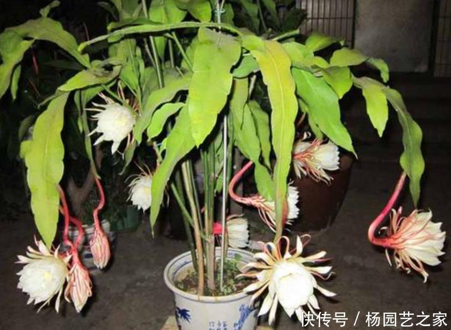  新叶|昙花一直不开花？冬季做好“1多1少”，春季新叶多，夏季开不停