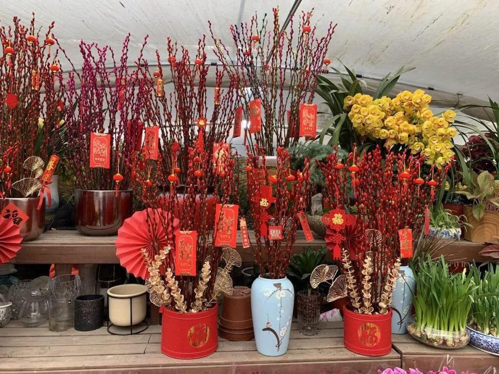 新年摆新花，图个好彩头！临近新春“年宵花”市场走俏