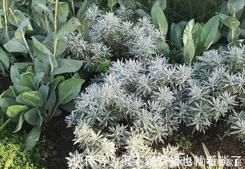 4种漂亮植物,不开花也好看,耐寒又好养,零下几度都冻不死!