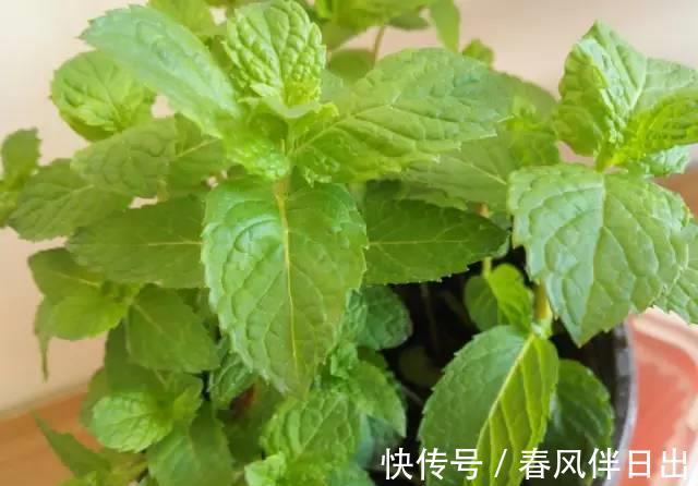 睡眠质量|卧室有一盆这样的绿植,再也不担心失眠了