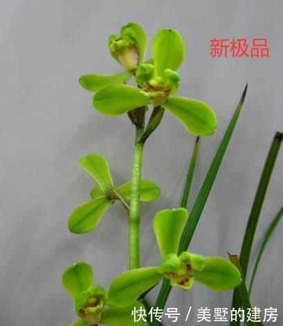 蕙兰|请欣赏蕙兰的新八种介绍及开品图片