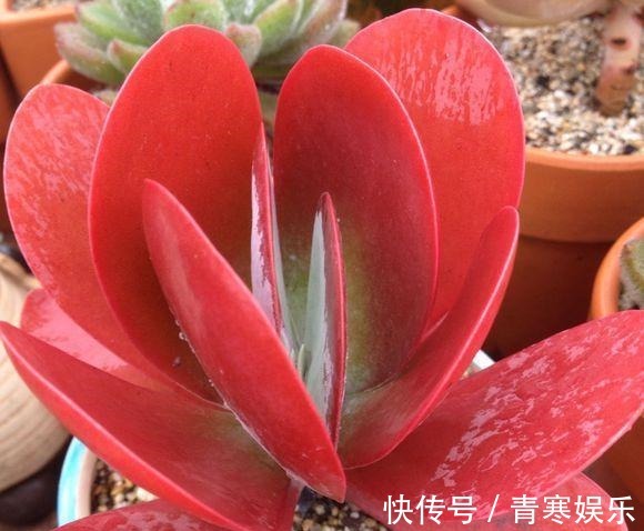 张大哥养肉10多年，总结出4个“耐热品种”，肉迷都喜欢