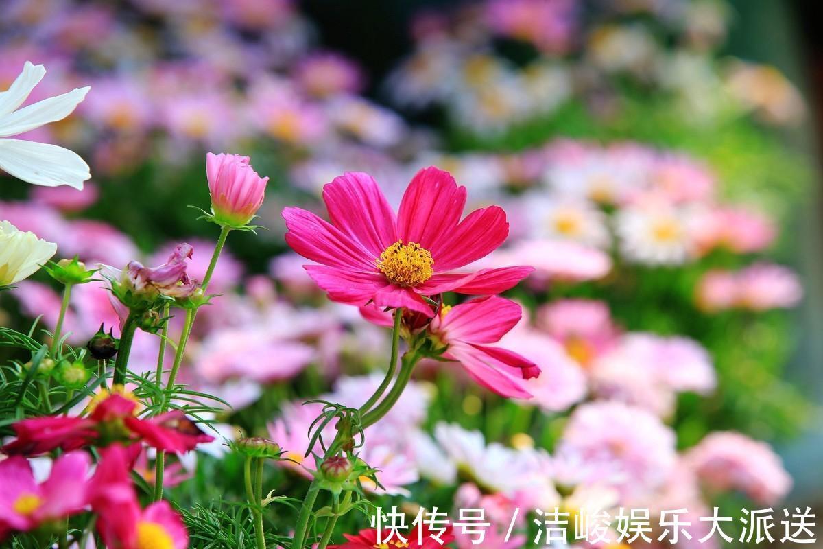 幸福花|格桑花也叫幸福花,颜色娇艳生命力旺盛,美丽而顽强的草花!