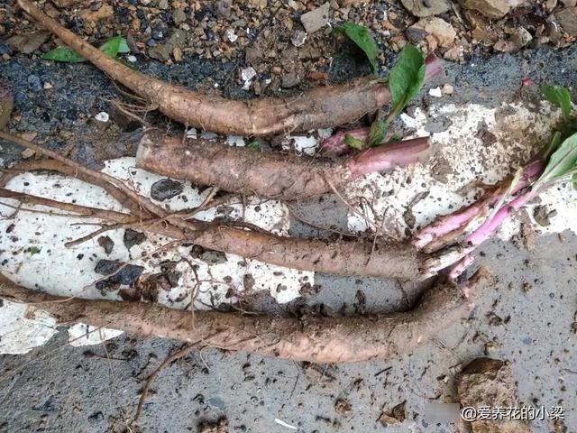 农村一种野生植物，人称“土人参”，是一种美食，也是极品中草药