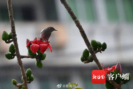 木棉花|海口木棉花悄悄开了 你有注意到吗？