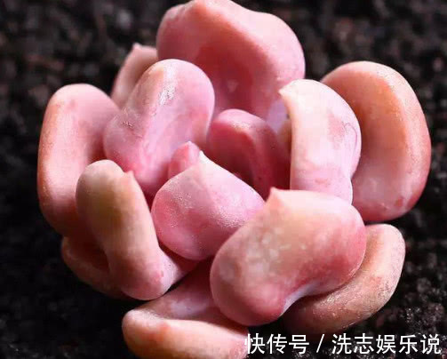 红润|多肉丘比特怎么养教你3个小妙招,养出红润艳丽的丘比特