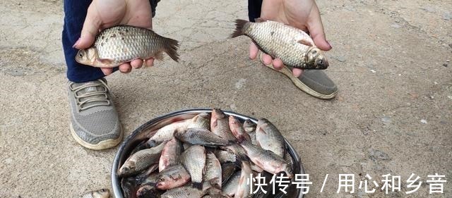 饵料|一款比蚯蚓和红虫还好用的饵料,最适合水温低时用,爆护就靠它了!