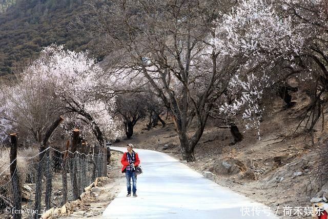 波密桃花开当桃花与雪山相遇，便成为云上仙境