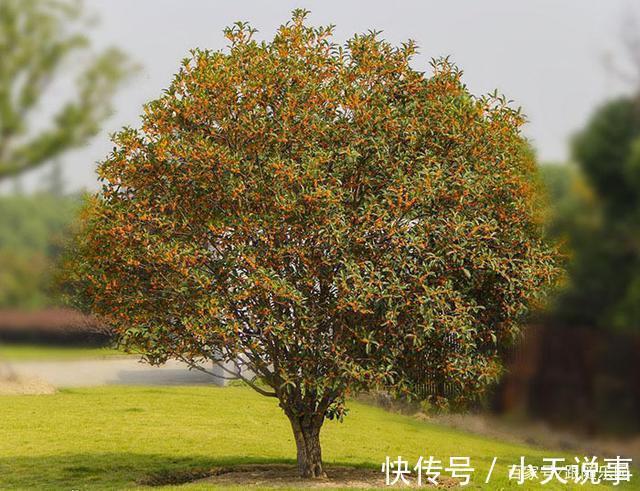 4种“镇宅”树,家里有地方,至少放上一盆,吉祥还旺财!