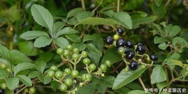 野草|这种植物叶片像“龙爪”，是种药用价值高的野草，别全拿去喂猪了