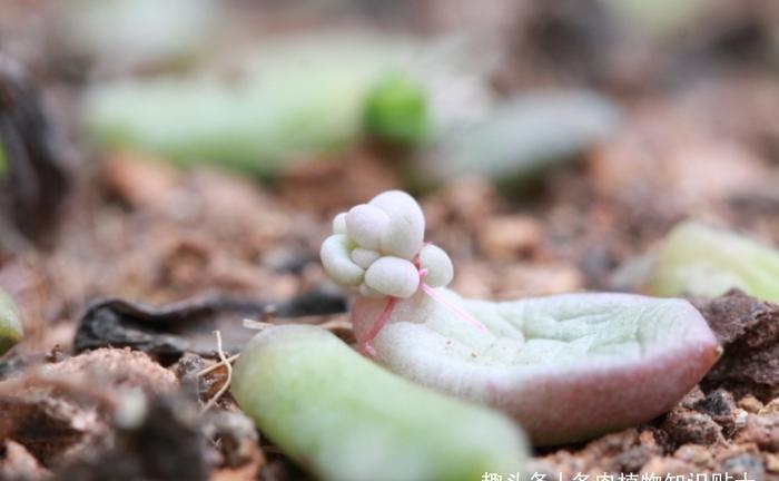 多肉大叔的叶插秘籍,掌握这4点,再也不愁阳台摆不满