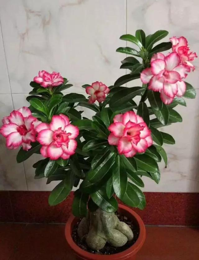 6种花,冬天必须“虐着养”,多浇水多施肥,就是帮倒忙!