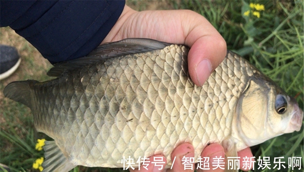 谷物类|野钓鲫鱼,用什么饵料最好?鲫鱼的品种不同,喜欢的食物也不同!