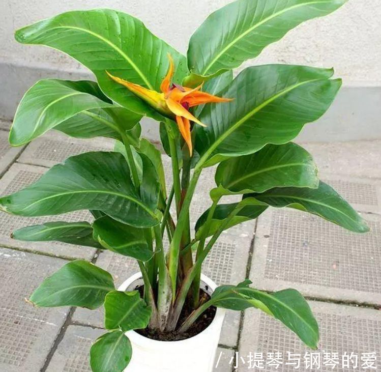 4种花,堪称“开花机器”,花期长开花勤,养家里四季有花赏